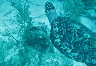 Image representing Belize