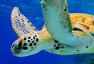 Image representing Mexico