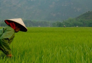 Image representing Vietnam