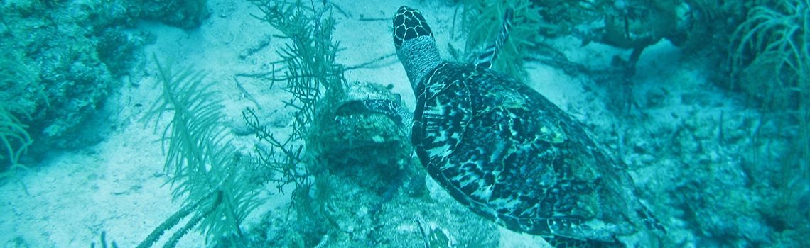 Image representing Central America