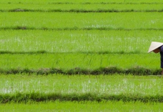 Image representing Vietnam